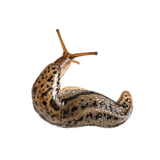 A slimy slug 