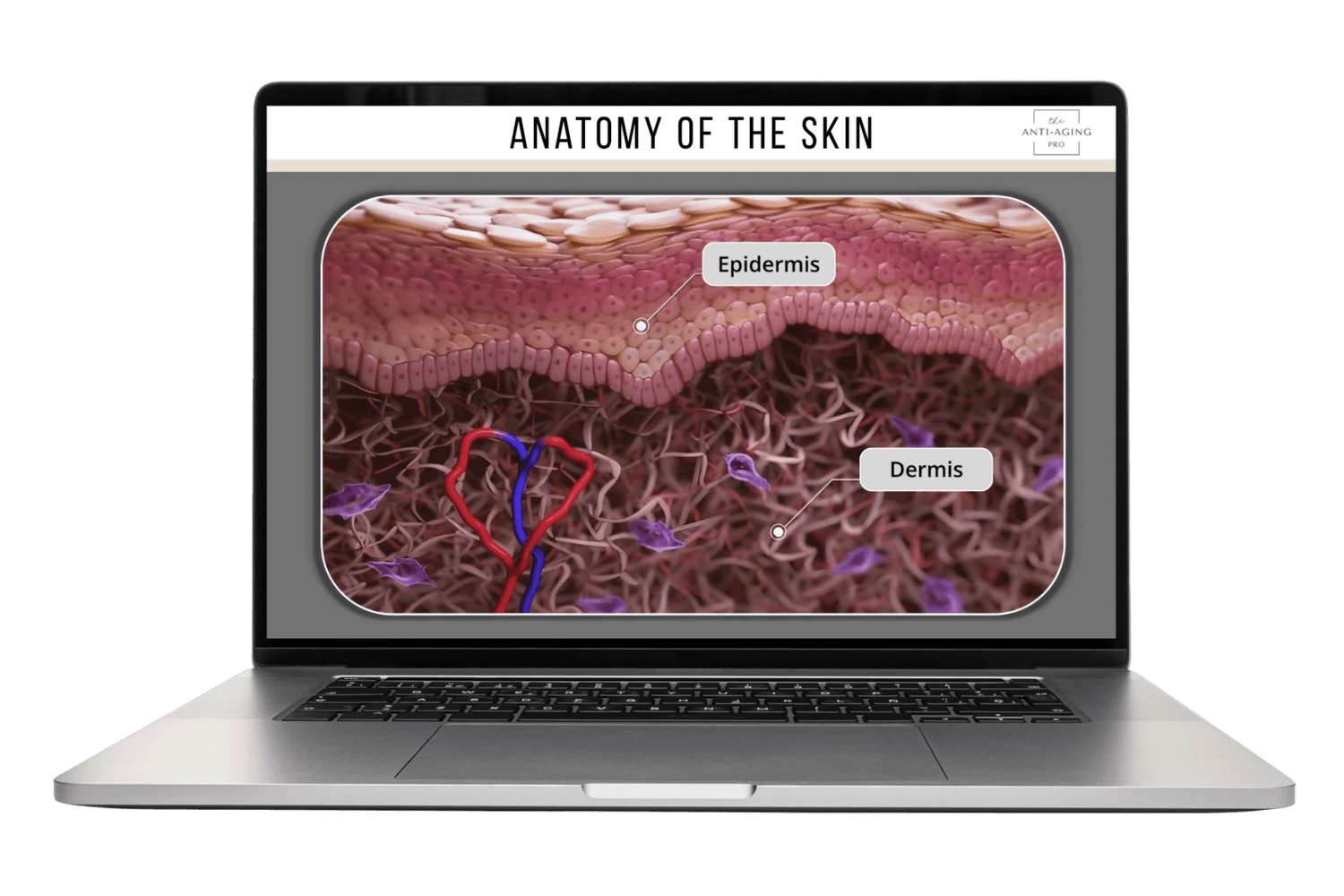 Laptop displaying an educational diagram of skin anatomy on a black background
