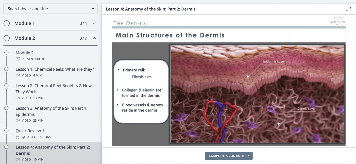 Structures of the dermis, fibroblasts, collagen and elastin, epidermis, layers of the skin