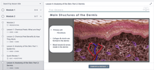 Load image into Gallery viewer, Structures of the dermis, fibroblasts, collagen and elastin, epidermis, layers of the skin
