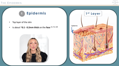 Epidermis anatomy for microneedling