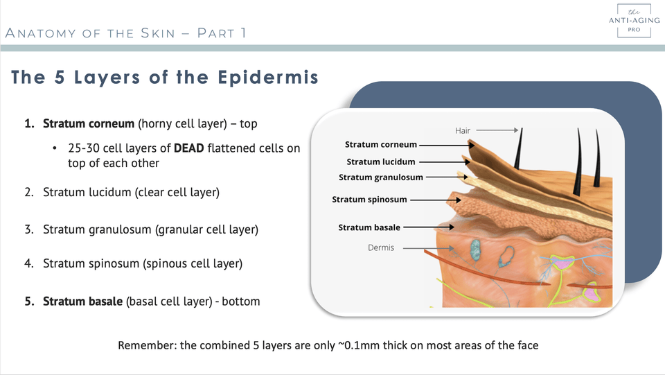 Image of The 5 Layers of the Epidermis